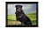  3D Картина Собака, 40x30 фото в интернет-магазине